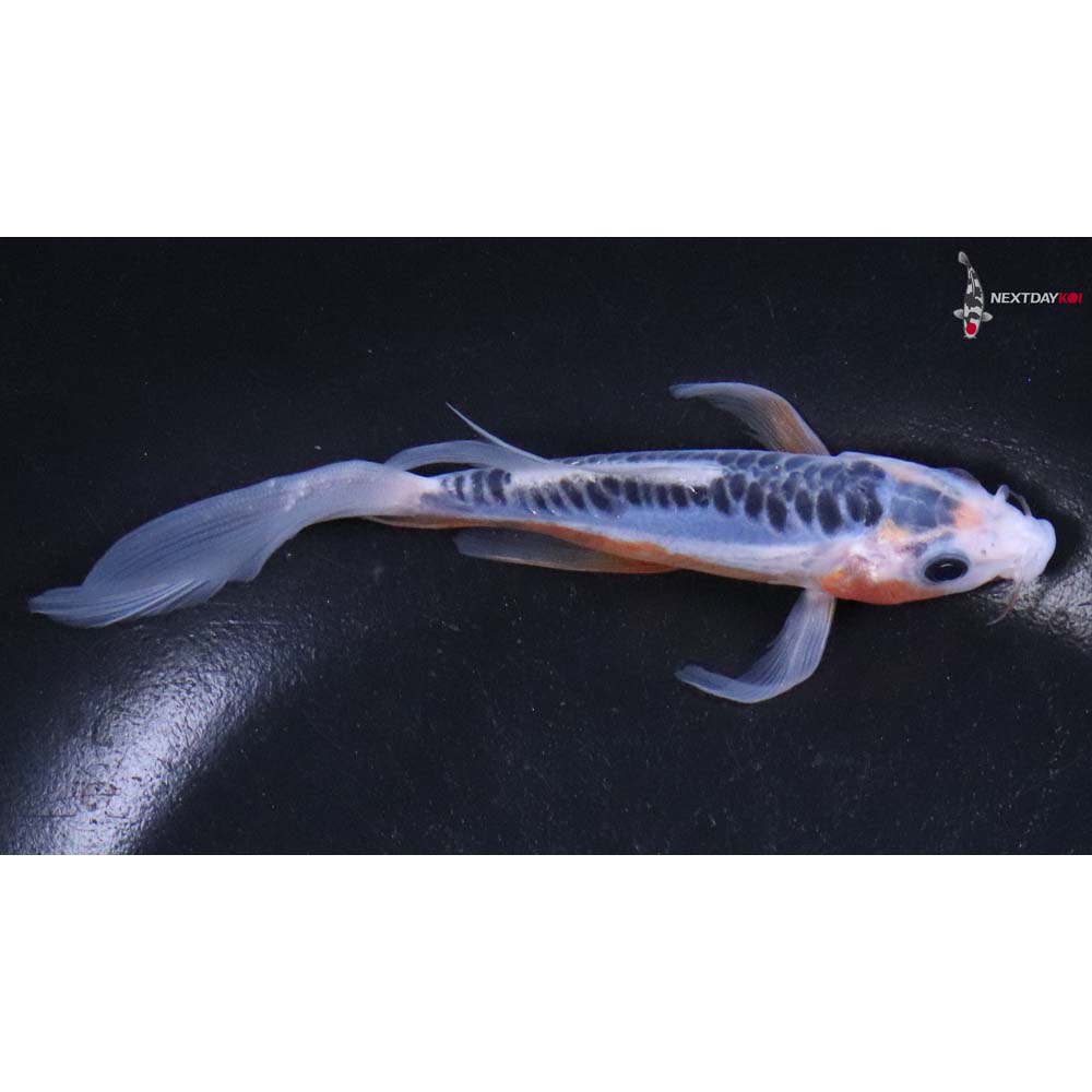 5” Imported Shusui Butterfly Koi