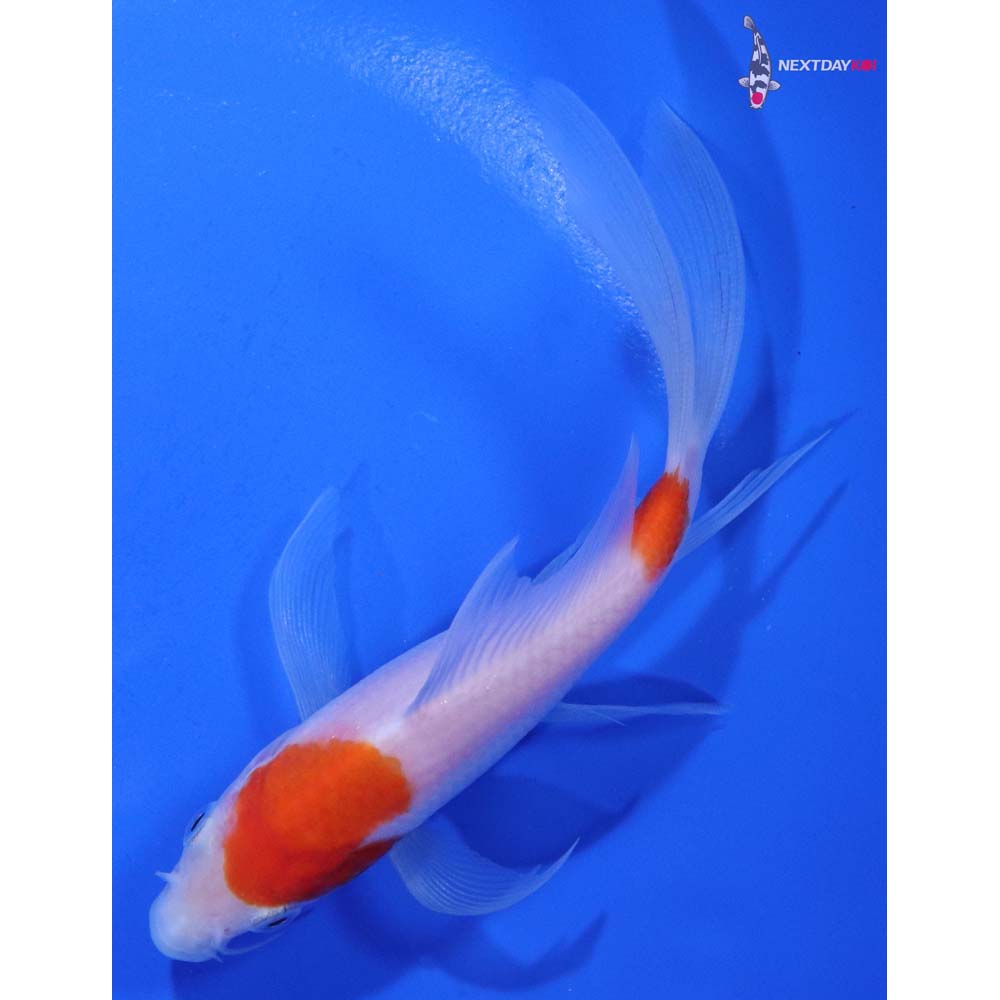 5” Imported Kohaku Butterfly Koi