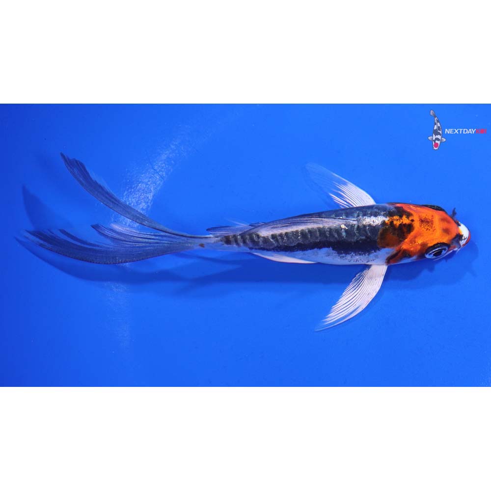 5” Imported Kin Kikokuryu Butterfly Koi