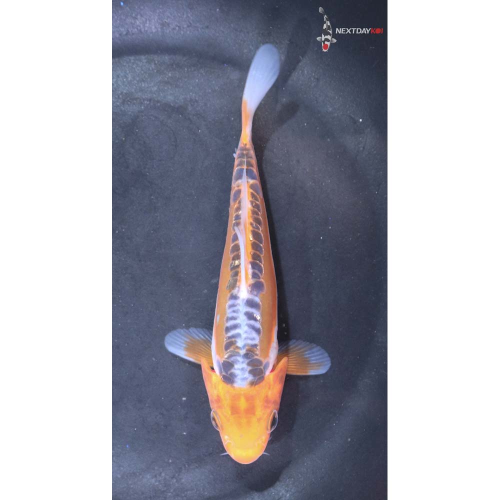 5” Imported Shusui