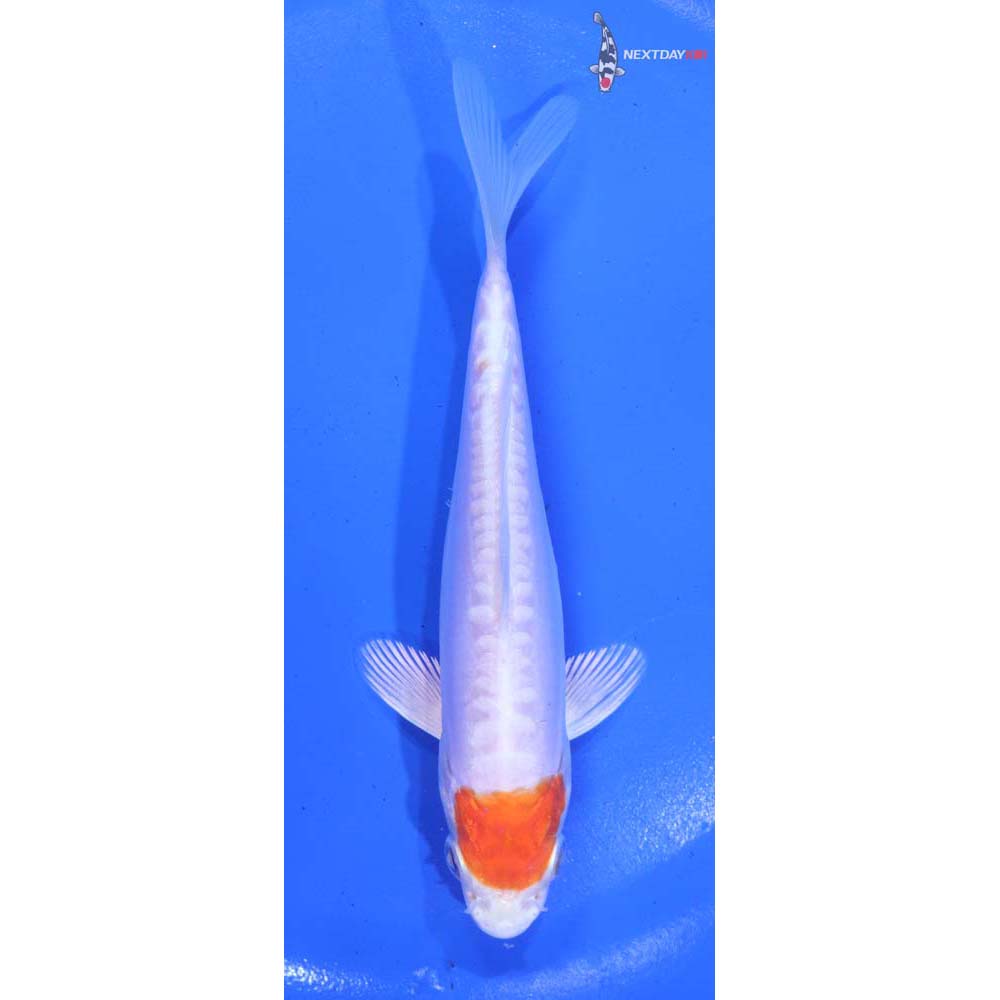 5.5” Imported Kikusui