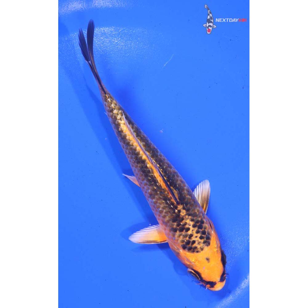 5.5” Imported Orenji Matsuba