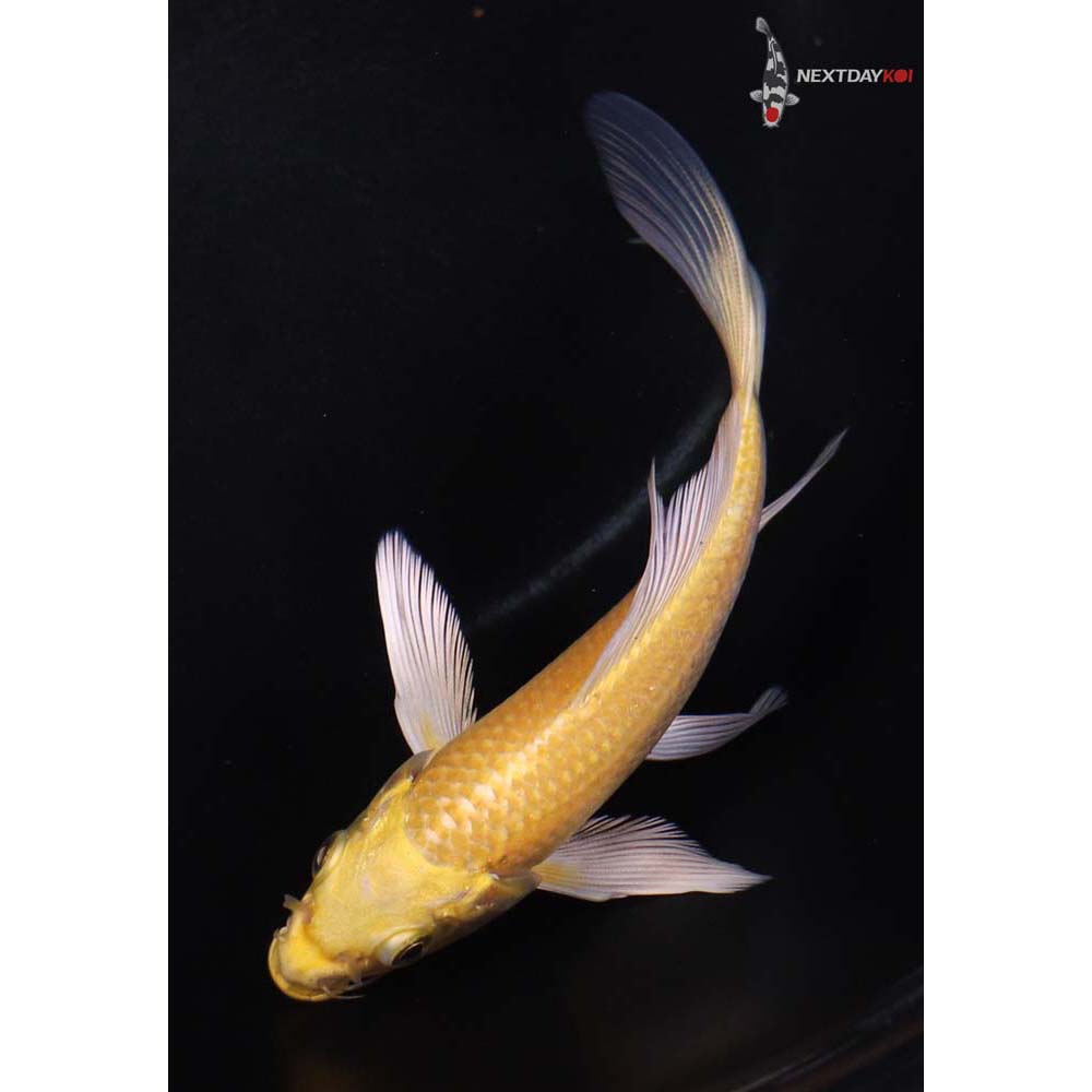 5.5” Imported Yamabuki Ogon Butterfly Koi