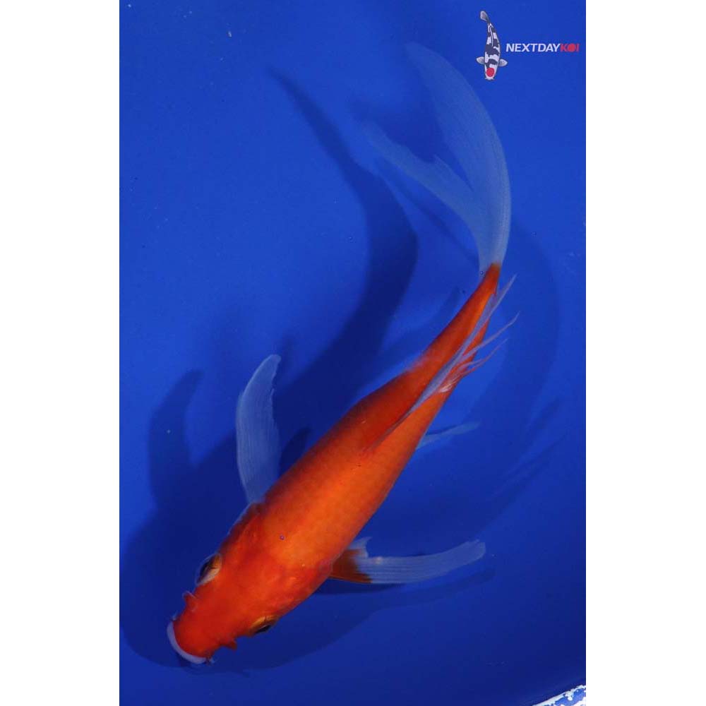5” Imported Kohaku Butterfly Koi