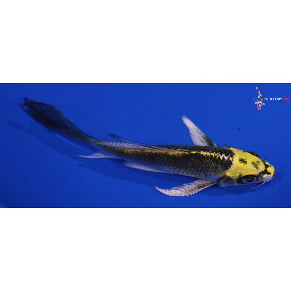 5.5” Imported Kujaku Butterfly Koi