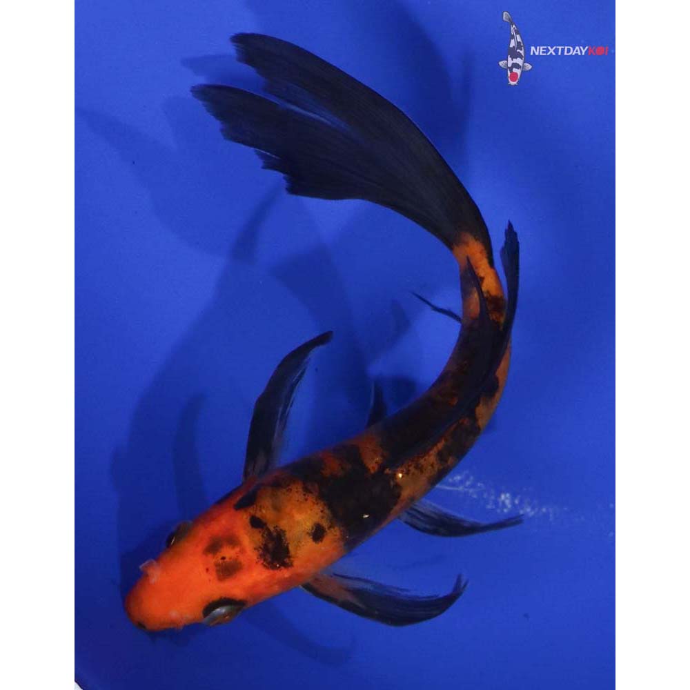 5.5” Imported Aka Bekko Butterfly Koi