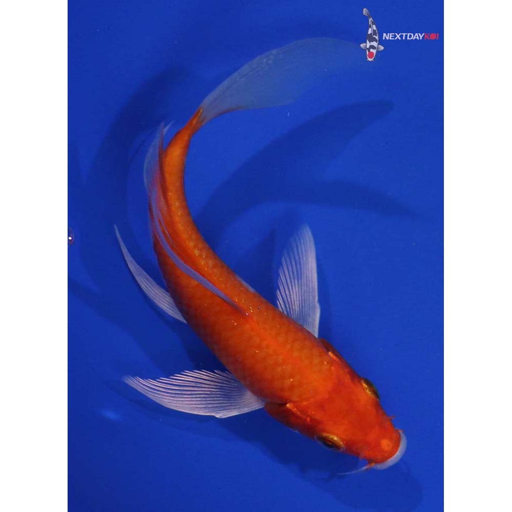 5.5” Imported Hariwake Butterfly Koi