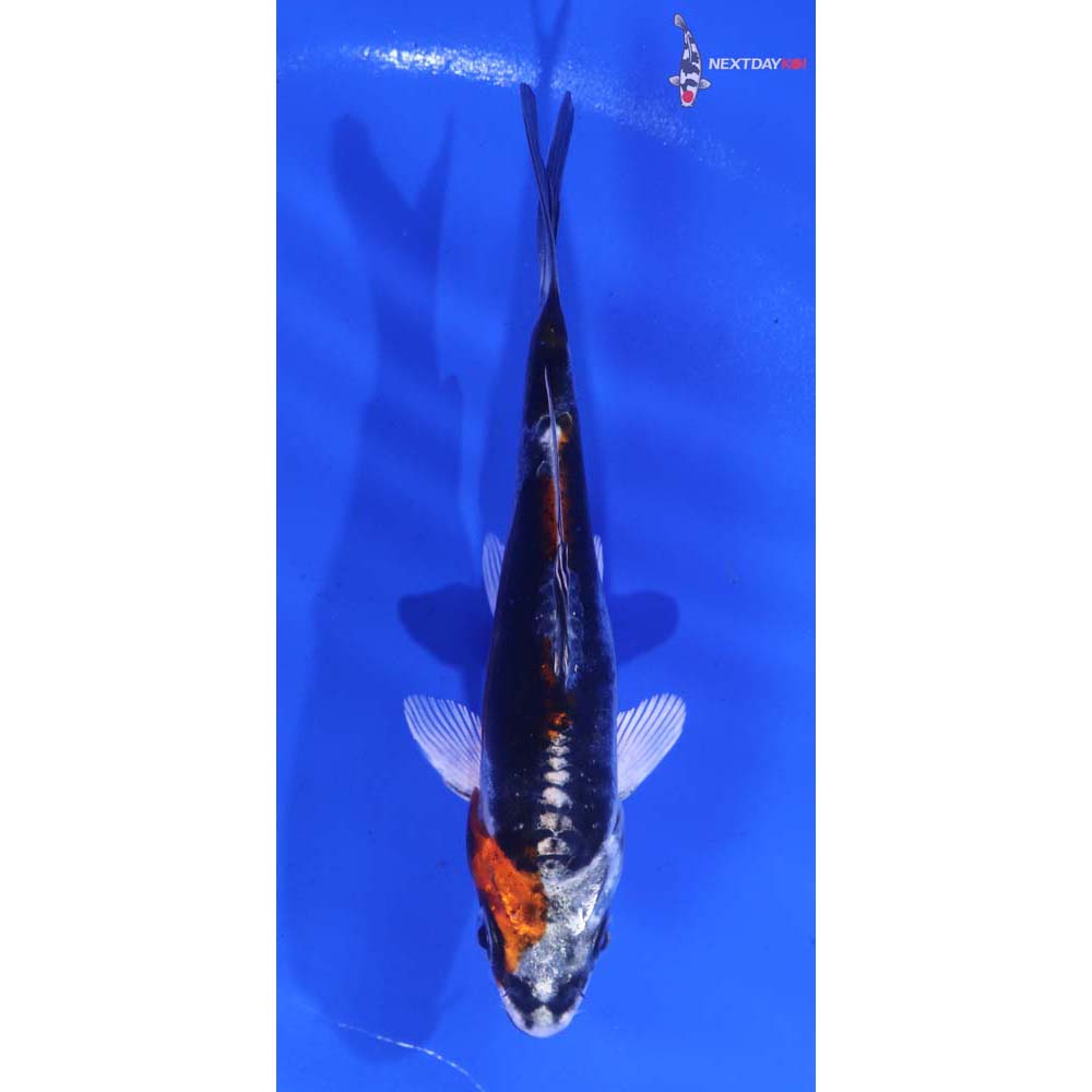 4” Imported Kin Kikokuryu