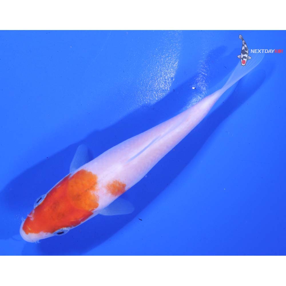 4.5” Imported Kohaku