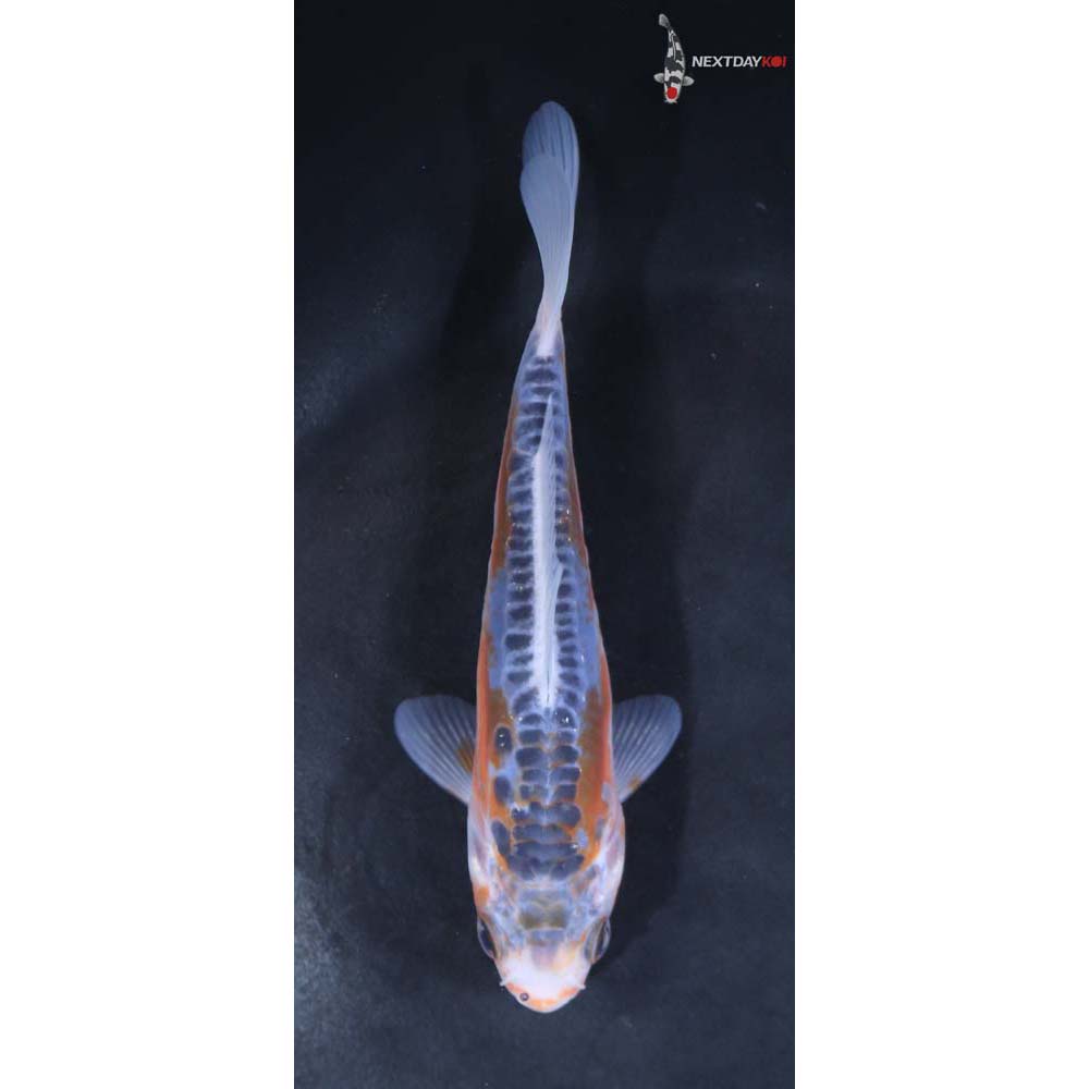 4.5” Imported Shusui