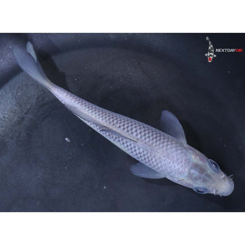 5” Imported Soragoi