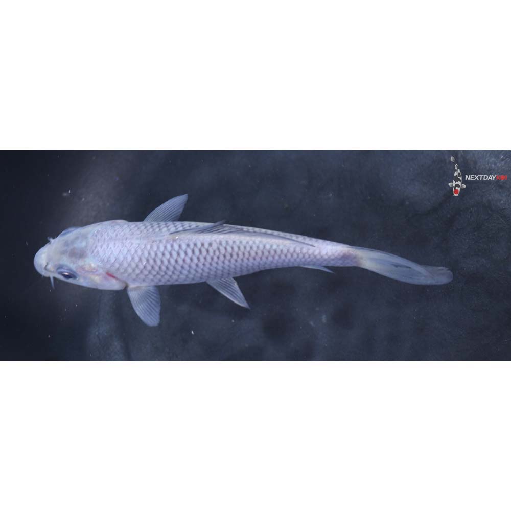 5” Imported Soragoi