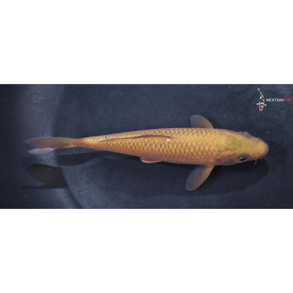 5” Imported Chagoi