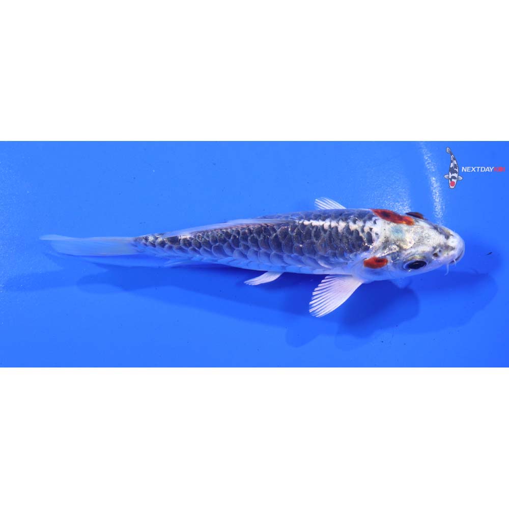 5” Imported Armor Scaled Kujaku