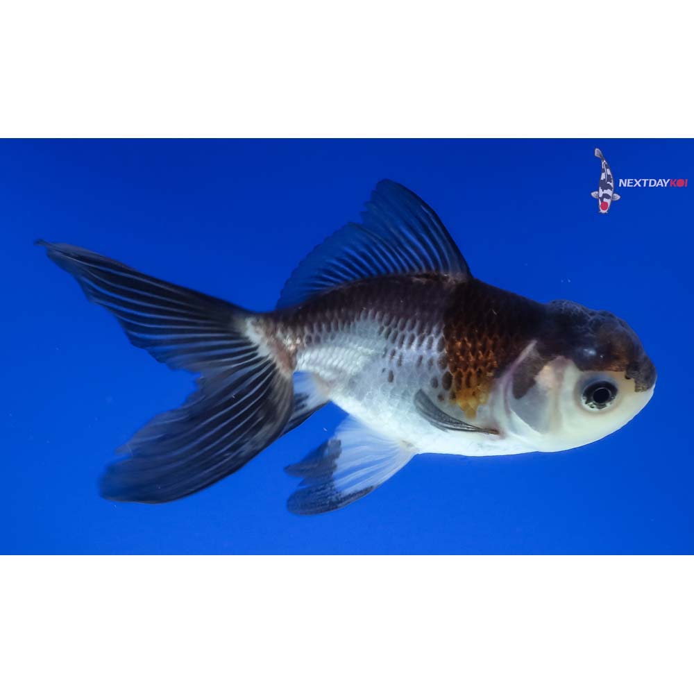 4” Imported Tri Color Panda Oranda