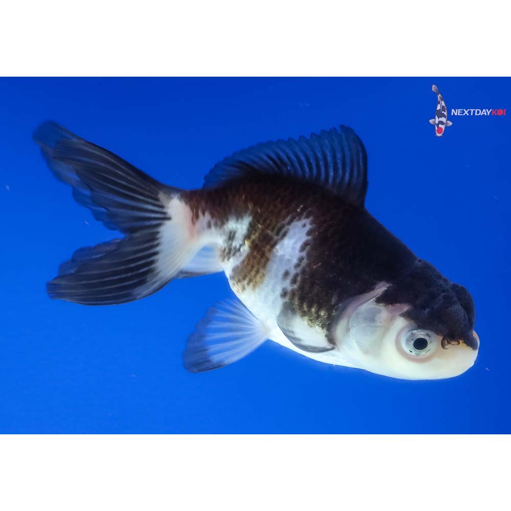 3.5” Imported Tri Color Panda Oranda
