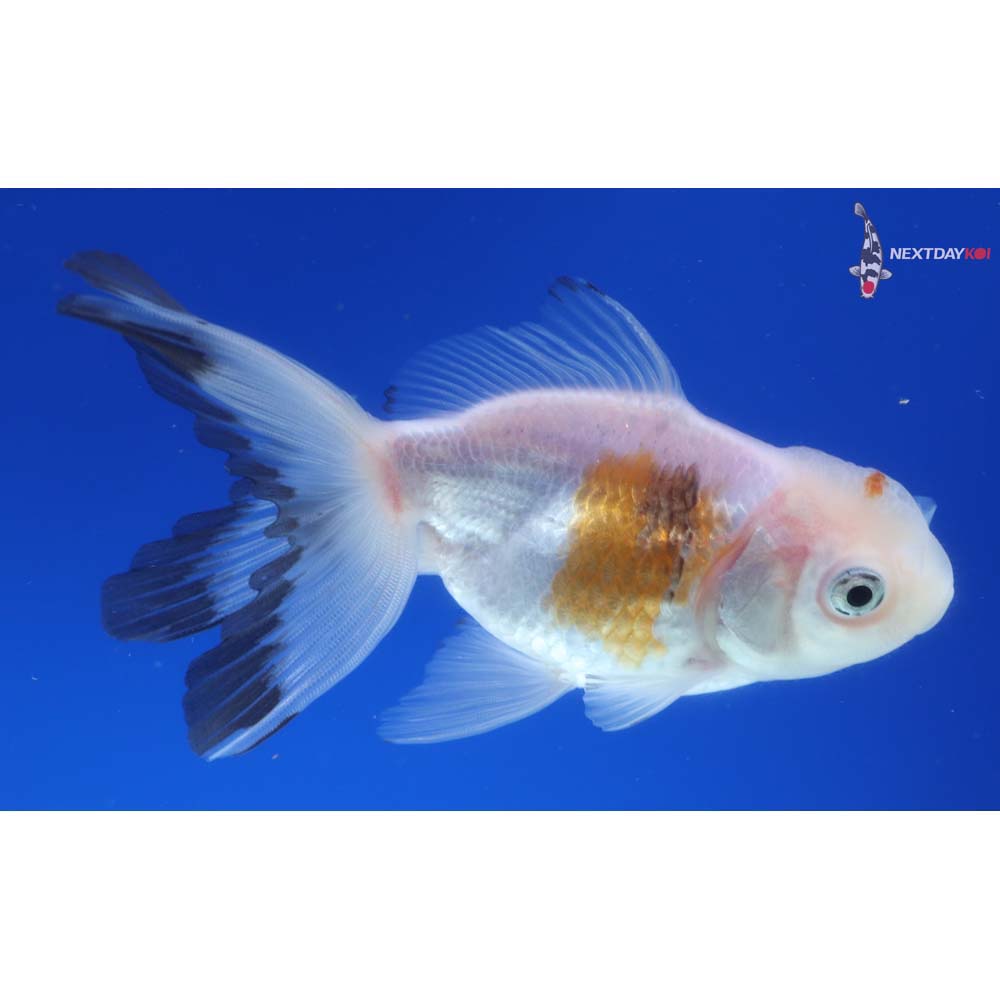 4” Imported Tri Color Panda Oranda