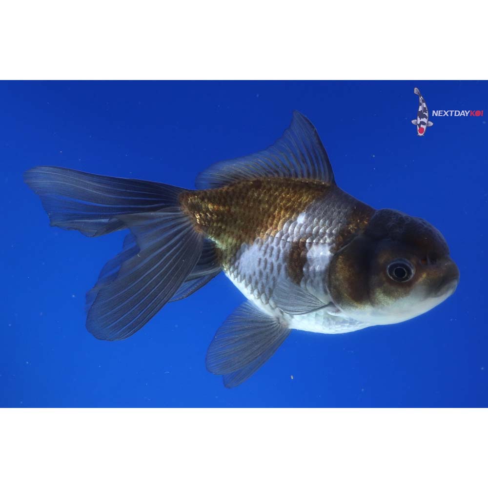 4.5” Imported Tri Color Panda Oranda