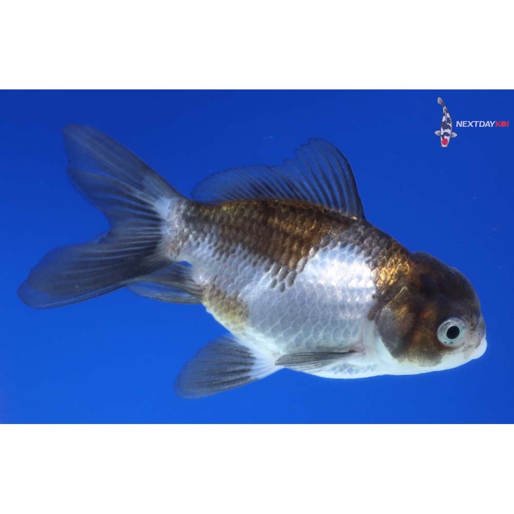 3.5” Imported Tri Color Panda Oranda