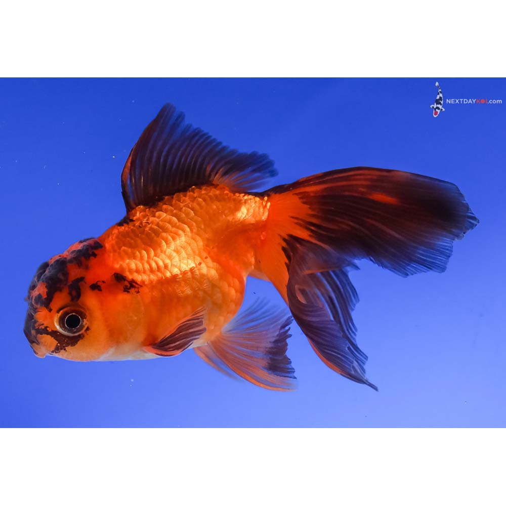 4” Imported Red and Black Oranda
