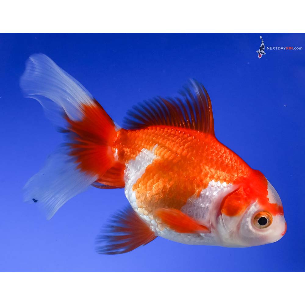 4.5” Imported Red and White Oranda