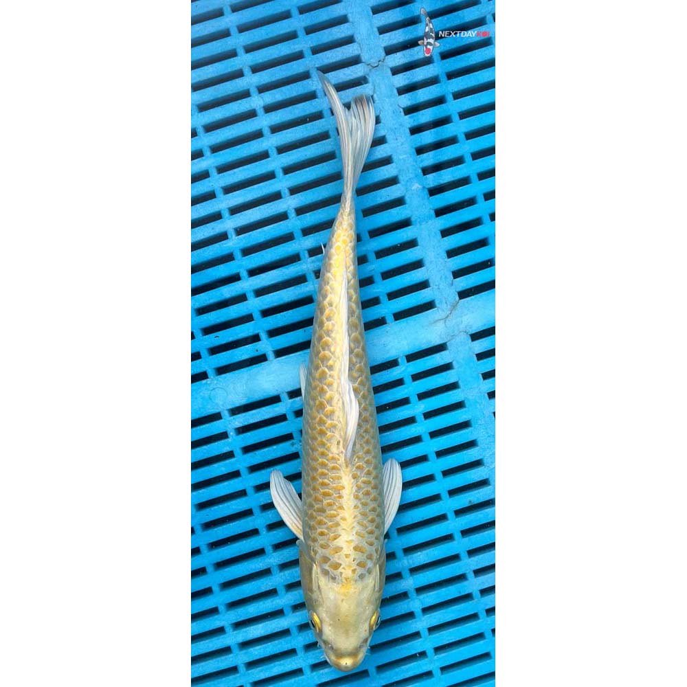 10-12” Imported Yamabuki Ogon