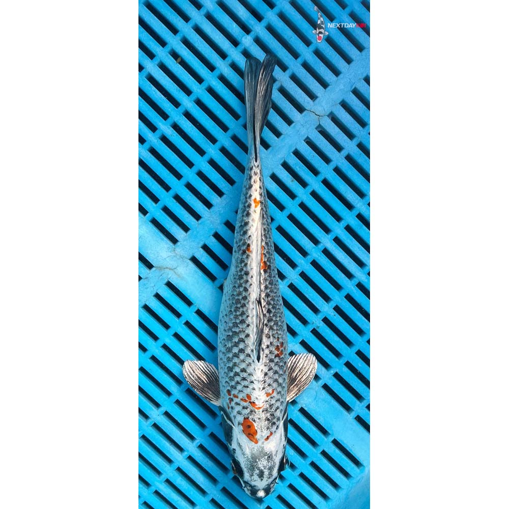 10-12” Imported Kujaku