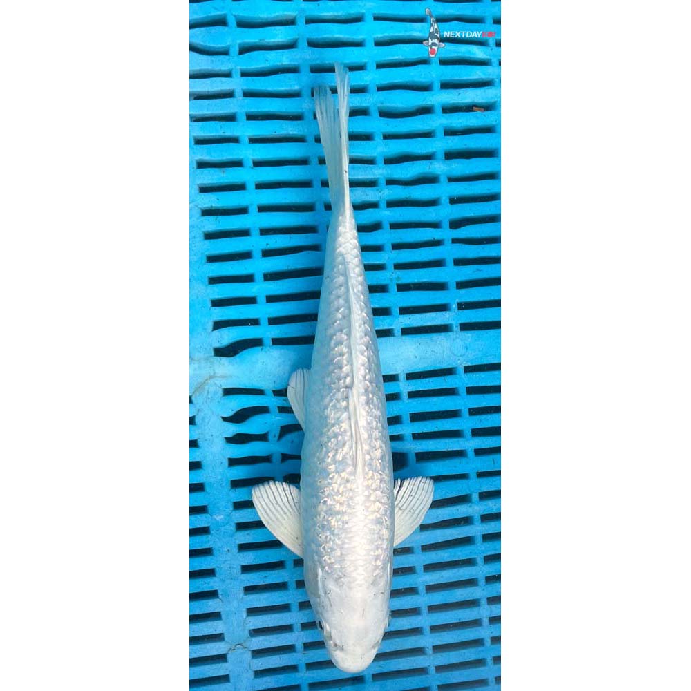 10-12” Imported Gin Rin Platinum Ogon