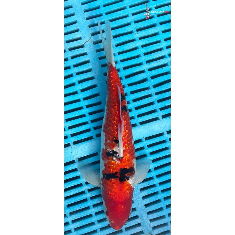 10-12” Imported Gin Rin Sanke