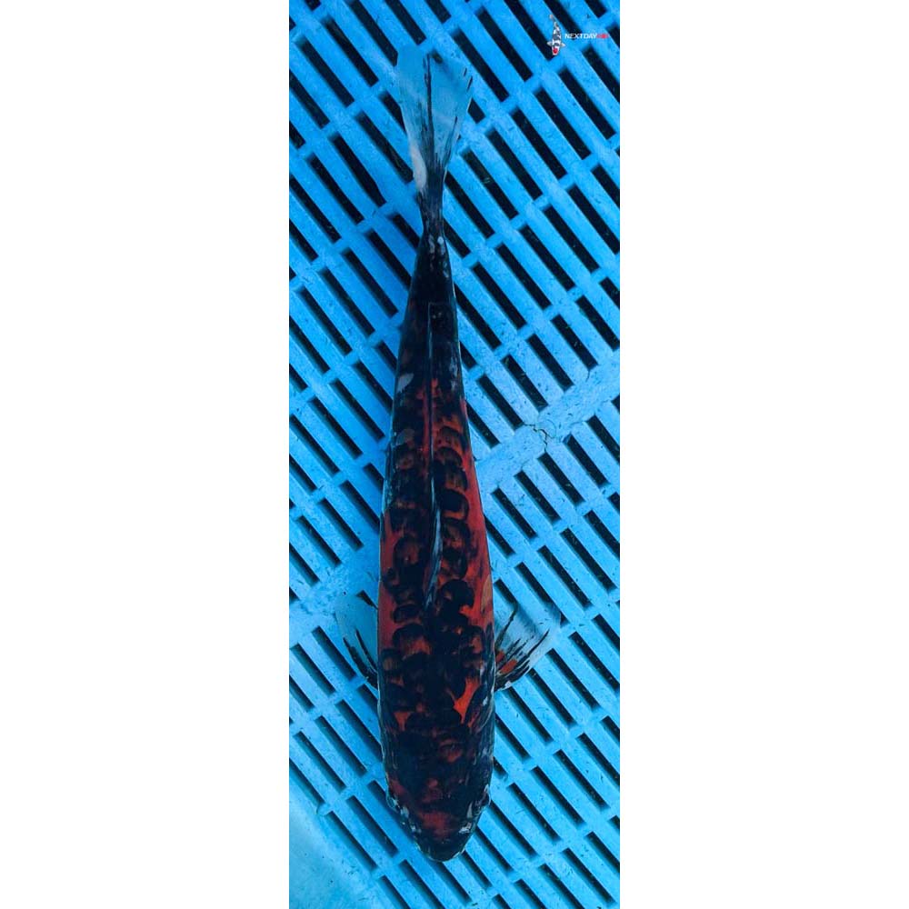 10-12” Imported Goshiki