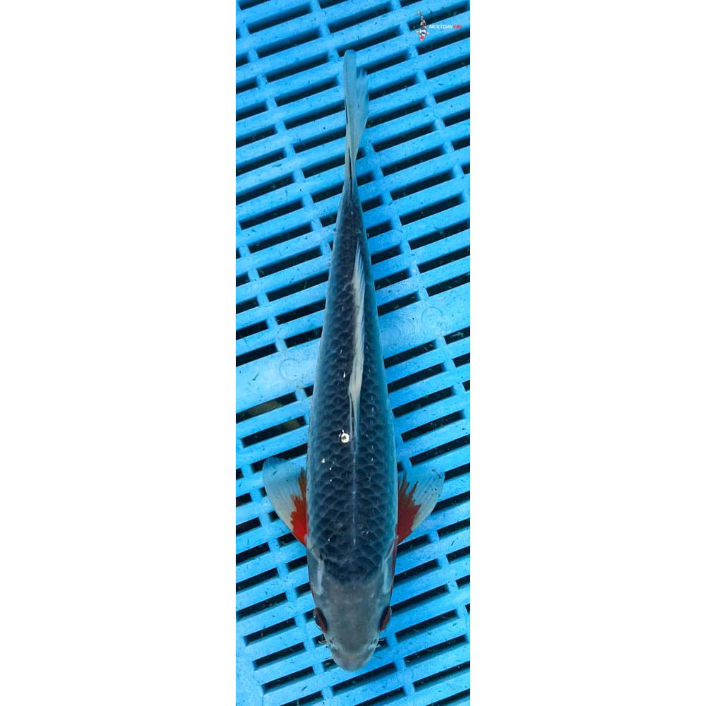 10-12” Imported Asagi