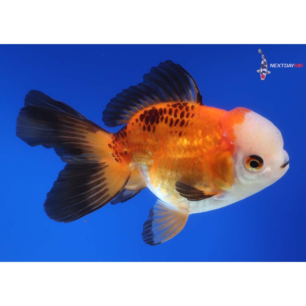 4.5” Imported Tri Color Oranda