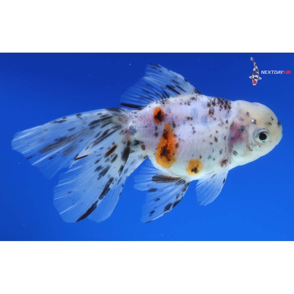 5” Imported Calico Oranda