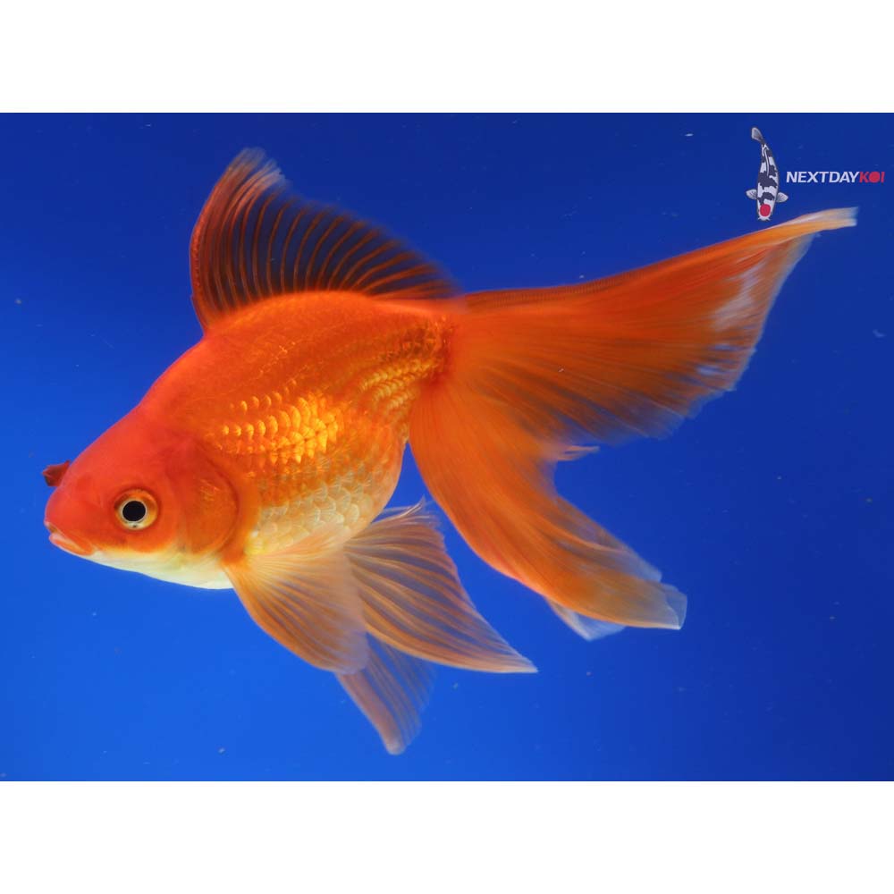 6.5” Imported Red Ryukin