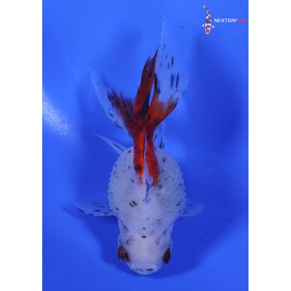 4.5” Imported Calico Pearlscale