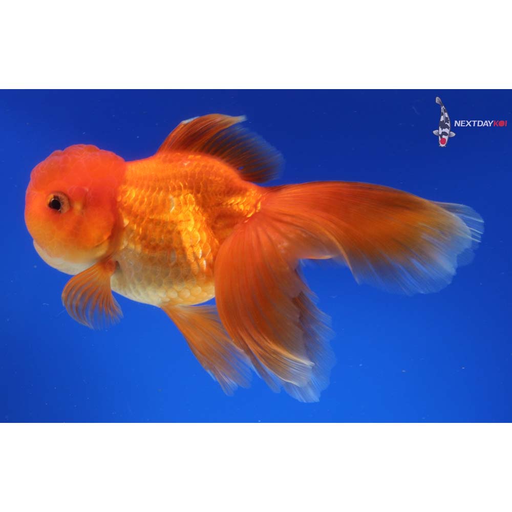 6” Imported Red Rosetail Oranda