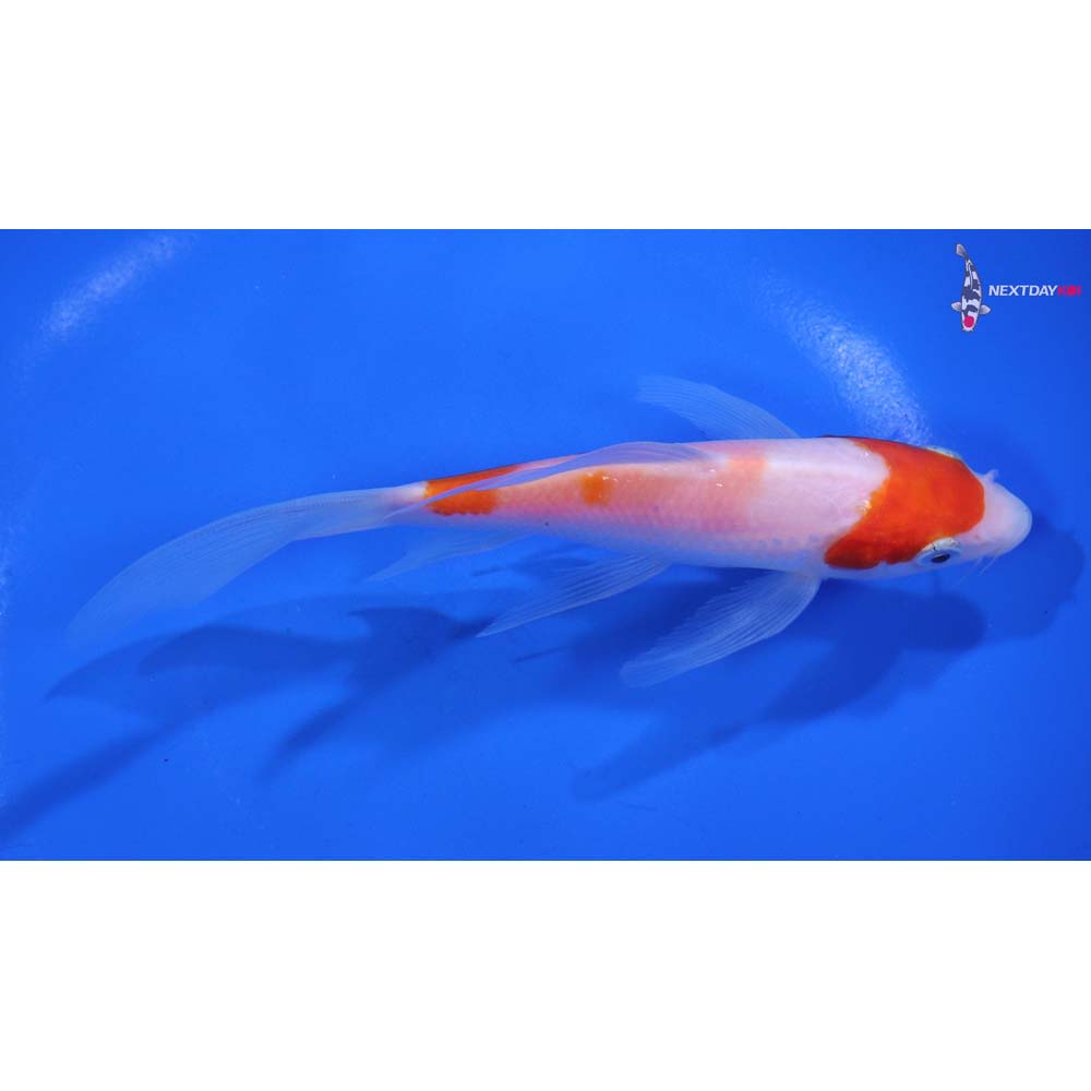 5.5” Imported Kohaku Butterfly Koi