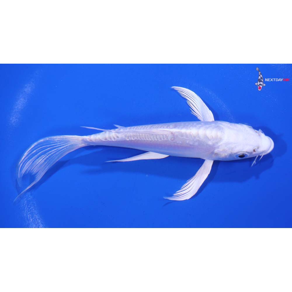 5.5” Imported Doitsu Platinum Ogon Butterfly Koi