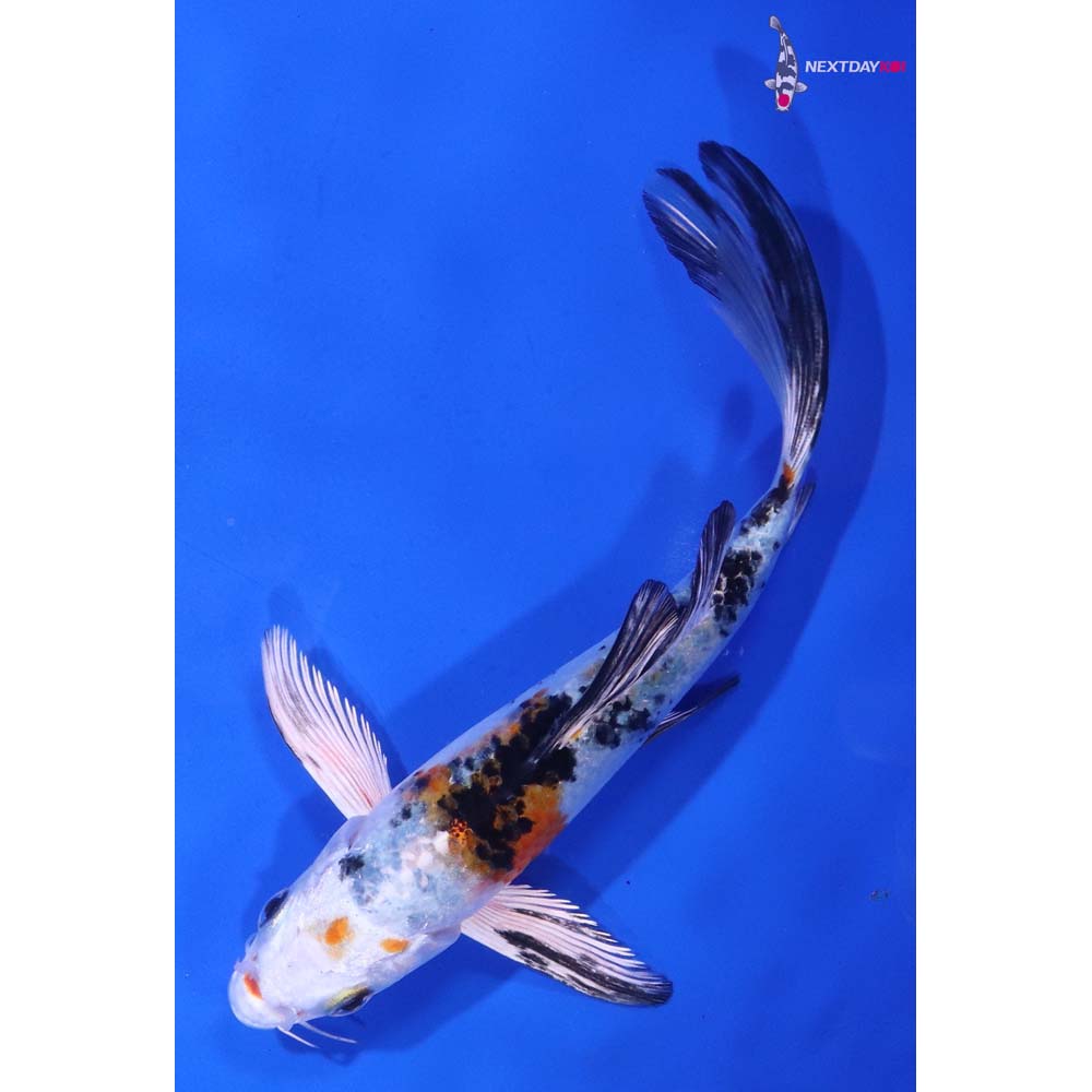 5.5” Imported Yamato Nishiki Butterfly Koi