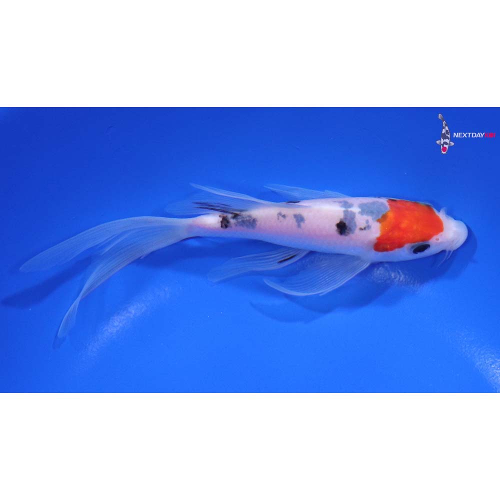 5.5” Imported Sanke Butterfly Koi