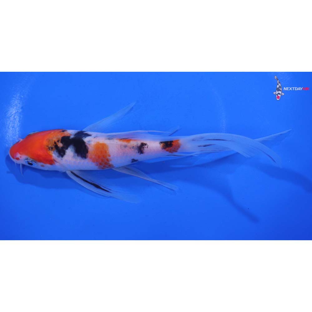 6” Imported Sanke Butterfly Koi