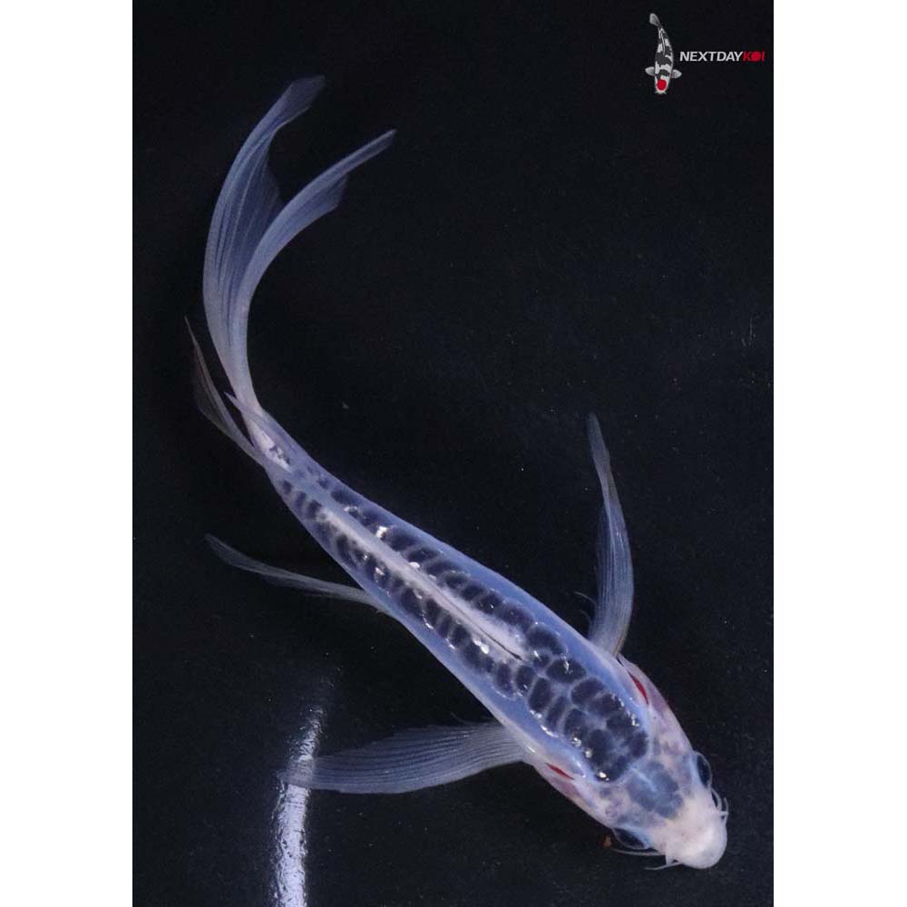 6” Imported Shusui Butterfly Koi