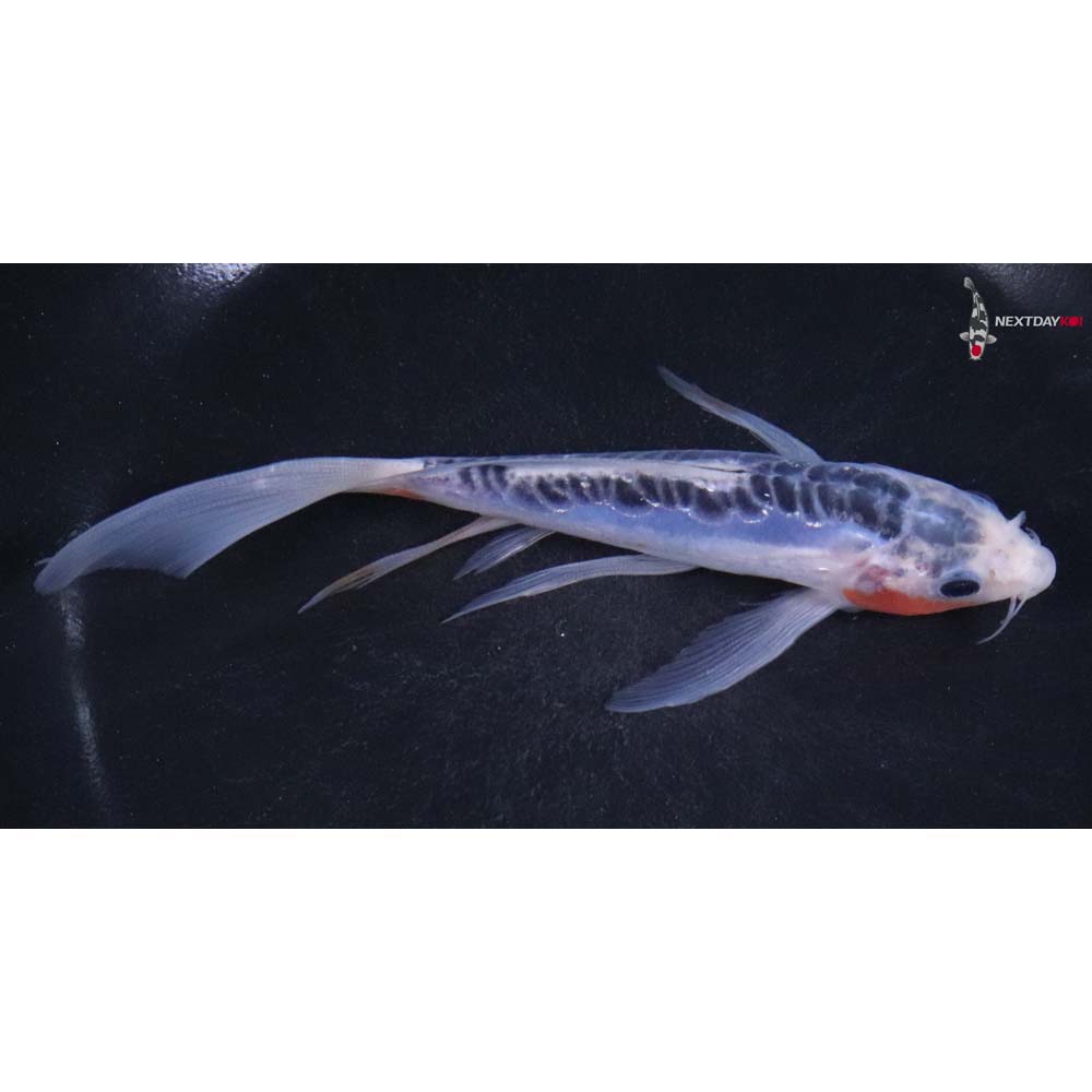 6” Imported Shusui Butterfly Koi