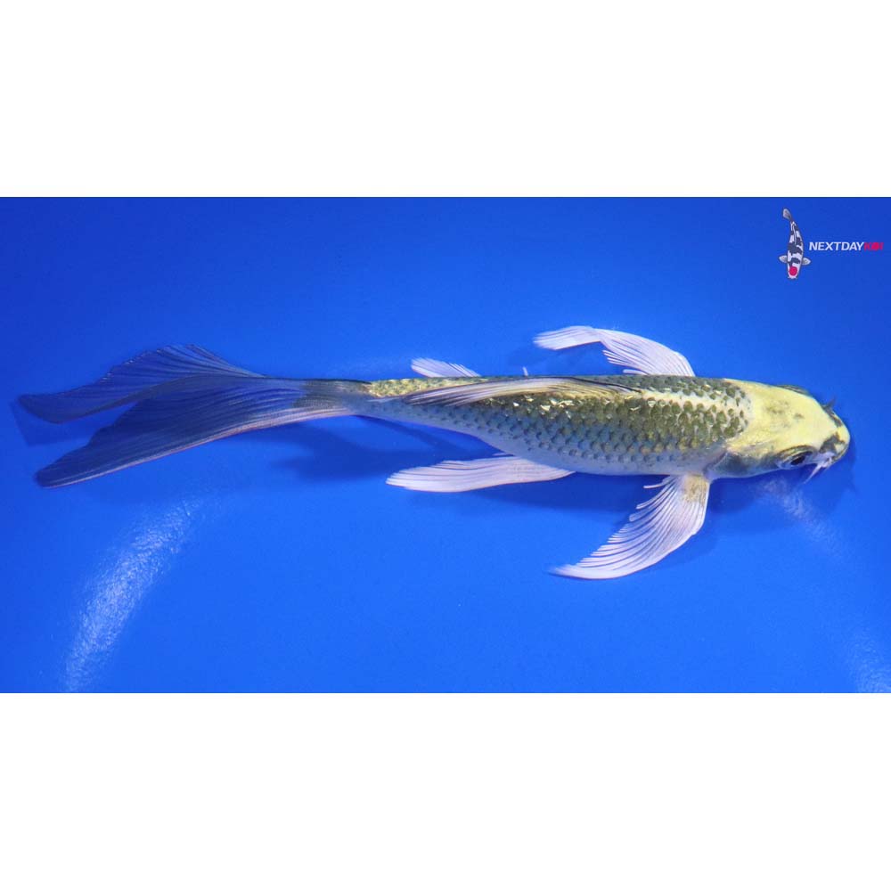 6.5” Imported Ki Matsuba Butterfly Koi