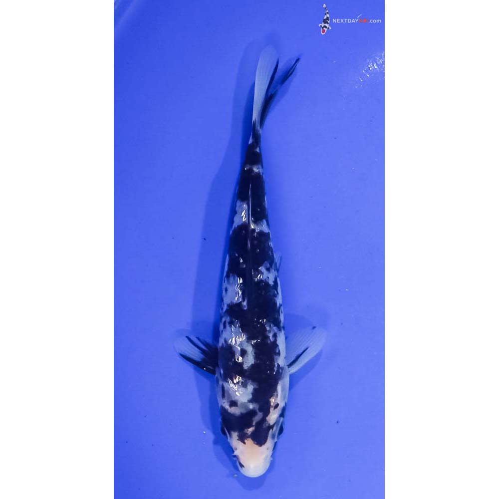 5” Imported Gin Rin Shiro Bekko