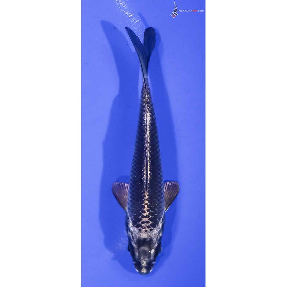 5” Imported Gin Matsuba