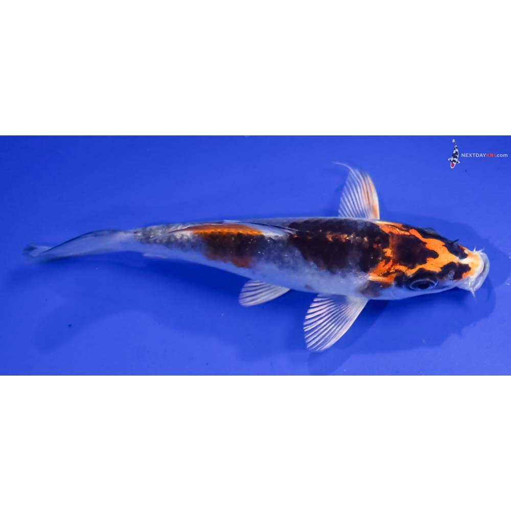 5” Imported Kujaku