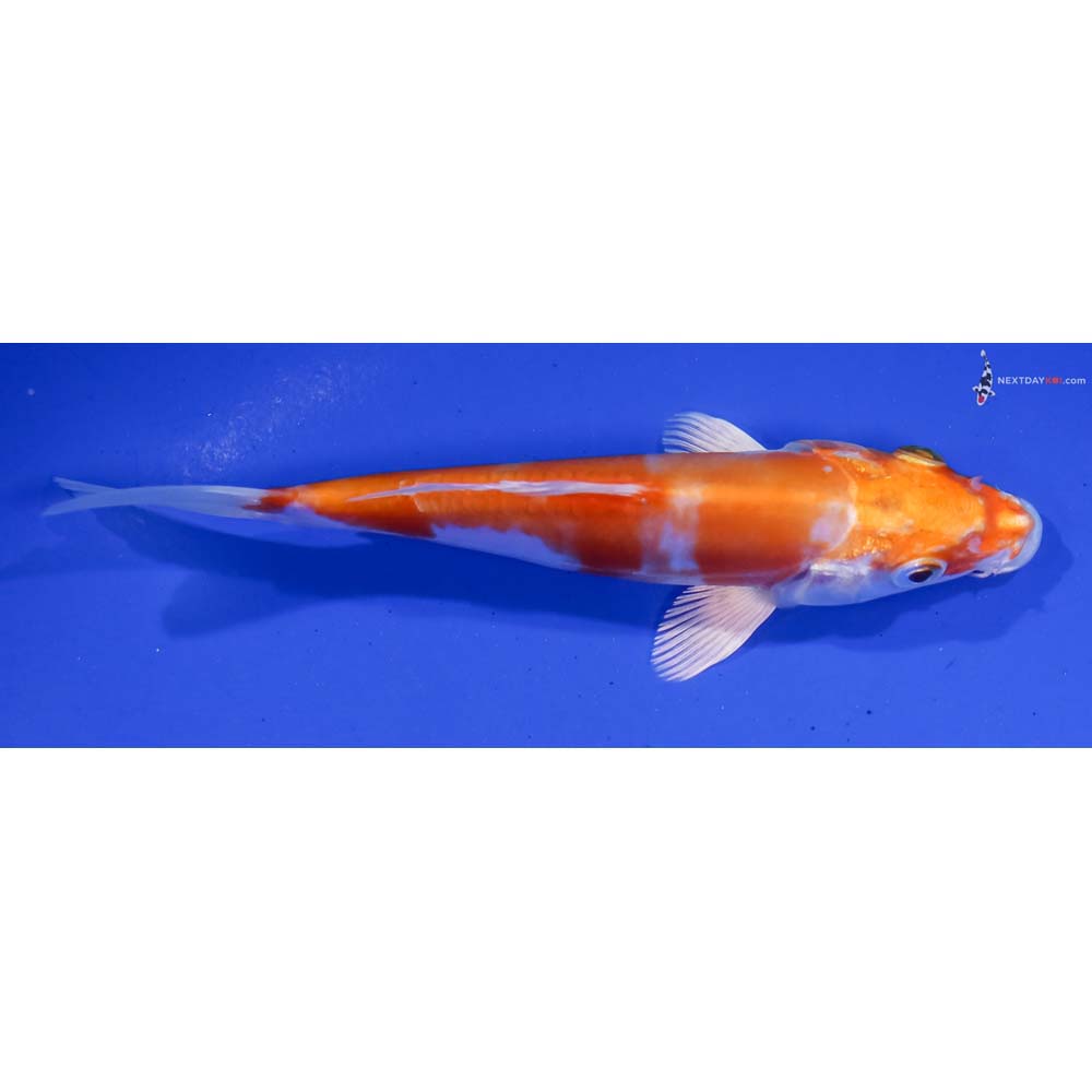 5.5” Imported Kikusui