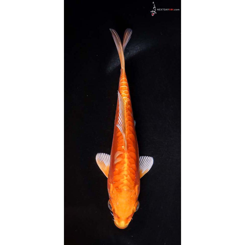 5.5” Imported Doitsu Orenji Ogon