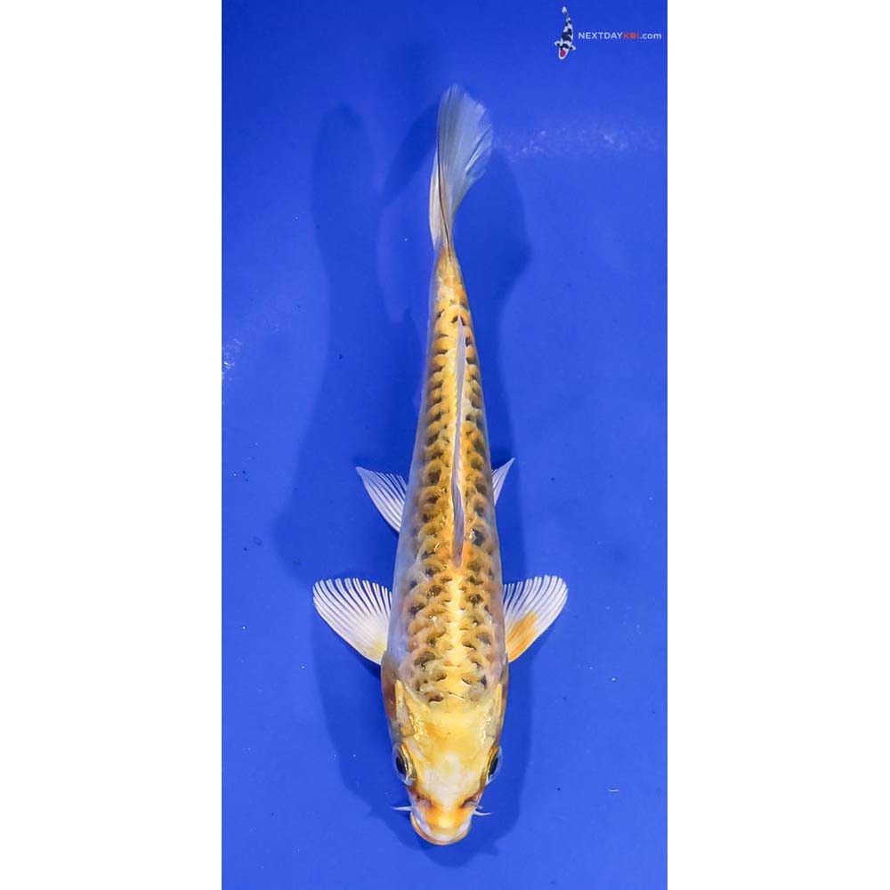 5.5” Imported Armor Scaled Kujaku